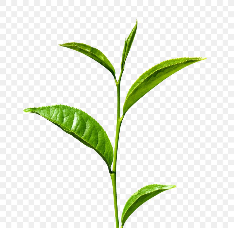 Green Tea Matcha Leaf Tea Production In Sri Lanka, PNG, 800x800px, Tea, Black Tea, Branch, Camellia Sinensis, Grass Download Free