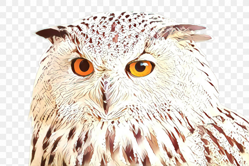 Owl Bird Bird Of Prey Beak Eastern Screech Owl, PNG, 2448x1632px, Owl, Beak, Bird, Bird Of Prey, Closeup Download Free