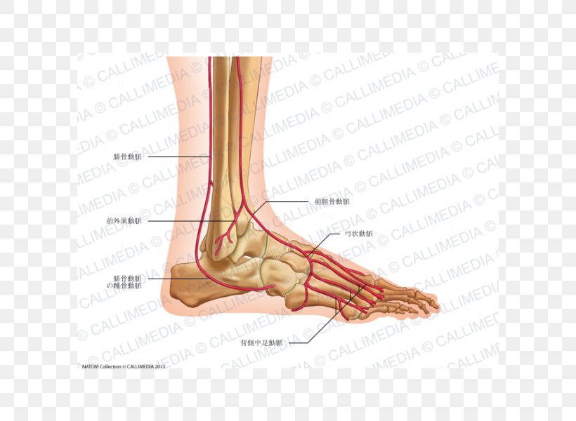 Thumb Foot Dorsalis Pedis Artery Anterior Tibial Artery, PNG, 600x600px, Watercolor, Cartoon, Flower, Frame, Heart Download Free