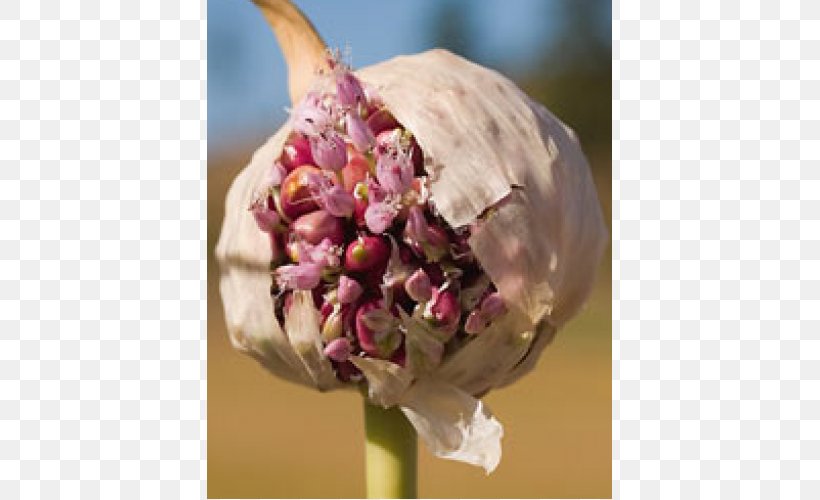 Garlic Seed Ramsons Bulb Seasoning, PNG, 500x500px, Garlic, Bulb, Canada, Clove, Dish Download Free