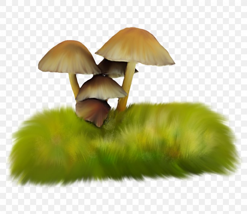 Mushroom Herbaceous Plant Fungus, PNG, 1500x1300px, Mushroom, Food, Fungus, Grass, Gratis Download Free