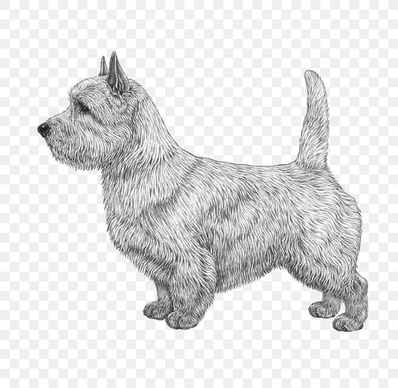 Norwich Terrier Glen Of Imaal Terrier Cairn Terrier Scottish Terrier Australian Terrier, PNG, 800x800px, Norwich Terrier, Airedale Terrier, Australian Terrier, Bedlington Terrier, Black And White Download Free