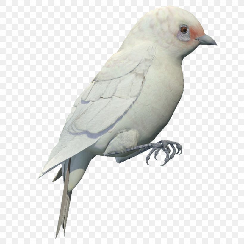 Bird Finch White, PNG, 1500x1500px, Bird, Beak, Color, Columba, Designer Download Free