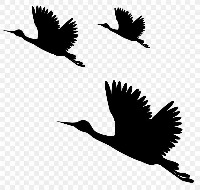 Bird PicsArt Photo Studio Clip Art, PNG, 6314x6000px, Bird, Beak, Bird Flight, Black And White, Common Raven Download Free