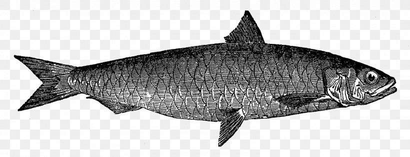 Fish Sardine Drawing Clip Art, PNG, 1600x615px, Fish, Anchovy, Animal Figure, Black And White, Drawing Download Free