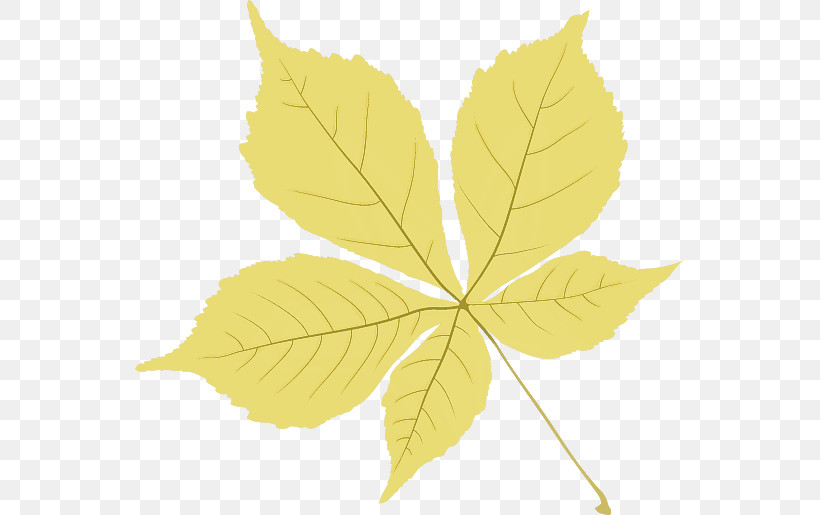 Plant Stem Leaf Twig Tree Maple Leaf / M, PNG, 550x515px, Plant Stem, Biology, Leaf, Maple Leaf M, Meter Download Free