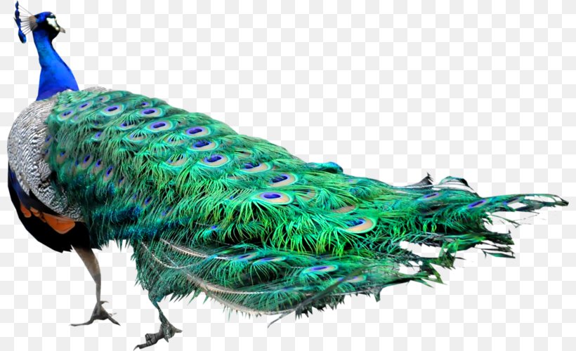 Bird Peafowl Domestic Pigeon Animal Pavo, PNG, 800x500px, Bird, Animal, Beak, Domestic Pigeon, Fauna Download Free