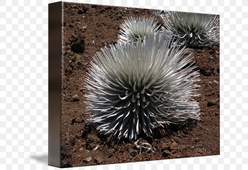 Echidna Porcupine Plant Monotreme, PNG, 650x560px, Echidna, Monotreme, Plant, Porcupine Download Free
