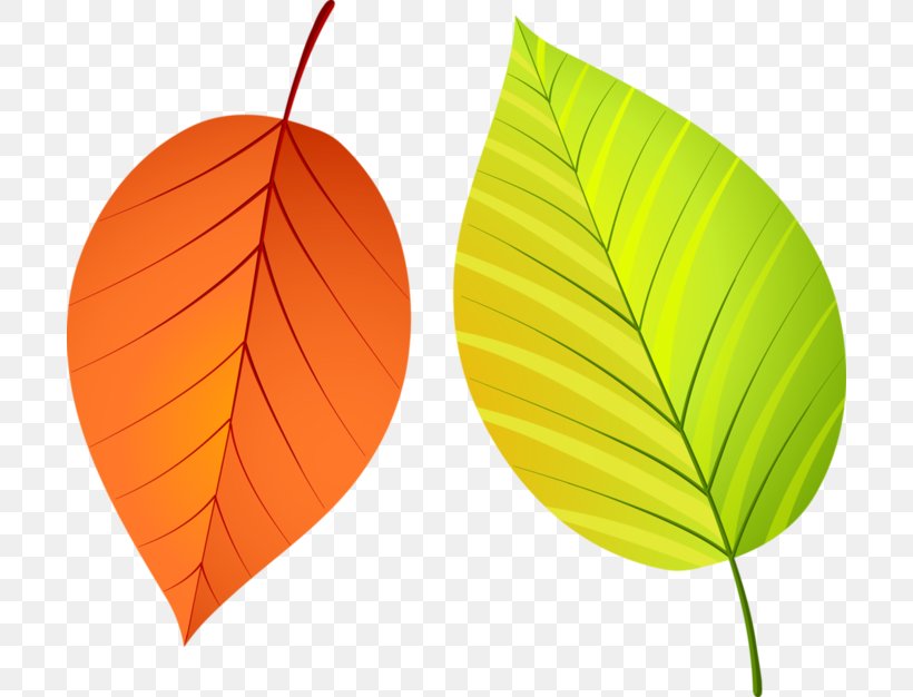 Leaf Autumn Leaves, PNG, 700x626px, Leaf, Autumn, Autumn Leaves, Deciduous, Email Download Free