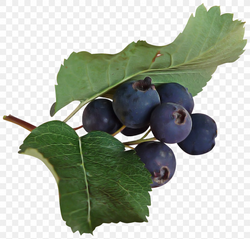 Plant Fruit Leaf Berry Food, PNG, 1130x1080px, Plant, Berry, Bilberry, Blueberry, Chokeberry Download Free