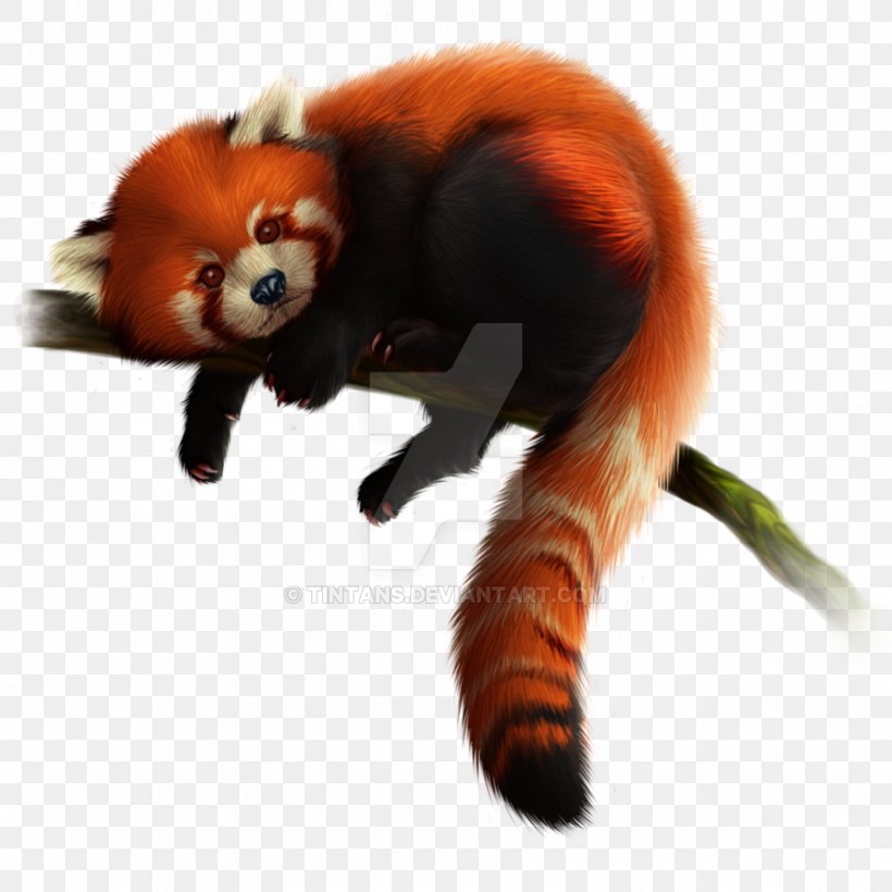 Red Panda Giant Panda Zoo Tycoon 2 Clip Art, PNG, 900x900px, Red Panda, Animal, Carnivoran, Cuteness, Drawing Download Free