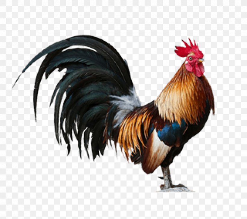 Rooster Chicken Image Mural Art, PNG, 850x755px, Rooster, Art, Beak, Bird, Chicken Download Free