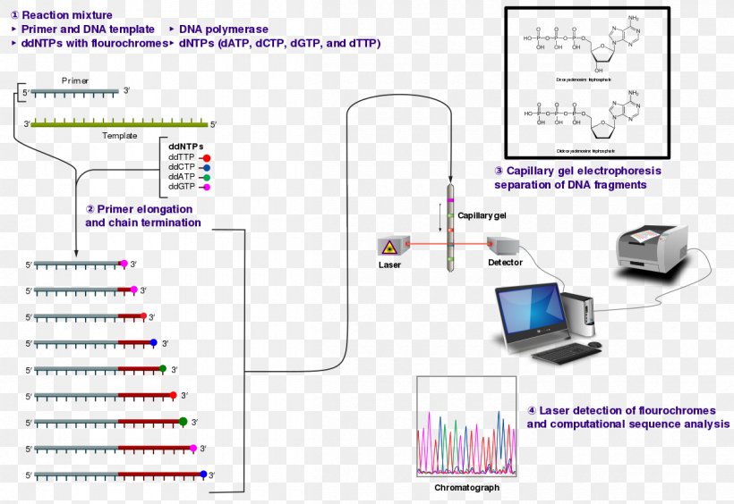 Sanger Sequencing DNA Sequencing Dideoxynucleotide, PNG, 1200x826px, Sanger Sequencing, Area, Biology, Capillary Electrophoresis, Diagram Download Free