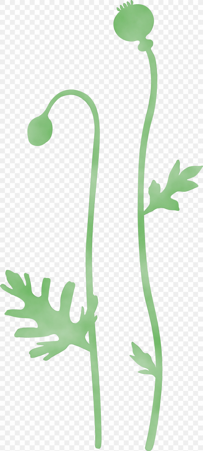 Plant Plant Stem Flower Pedicel Vascular Plant, PNG, 1721x3827px, Poppy Flower, Flower, Paint, Pedicel, Plant Download Free