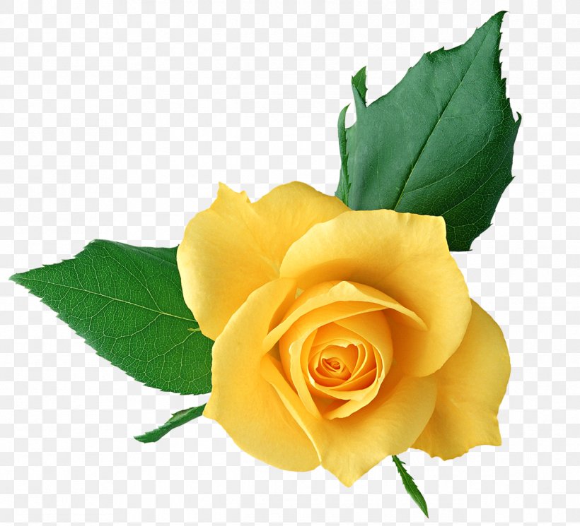 Rose Yellow Clip Art, PNG, 1268x1153px, Rose, Color, Cut Flowers, Floribunda, Flower Download Free