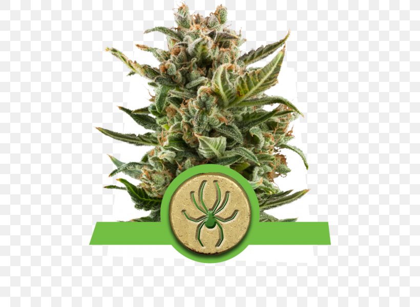 Autoflowering Cannabis Hemp Oil Seed, PNG, 600x600px, Autoflowering Cannabis, Cannabidiol, Cannabis, Food, Head Shop Download Free