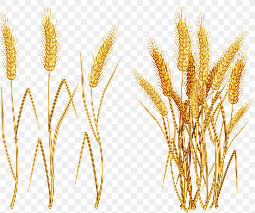 Common Wheat Ear, PNG, 1911x1598px, Common Wheat, Agriculture, Cereal, Cereal Germ, Commodity Download Free