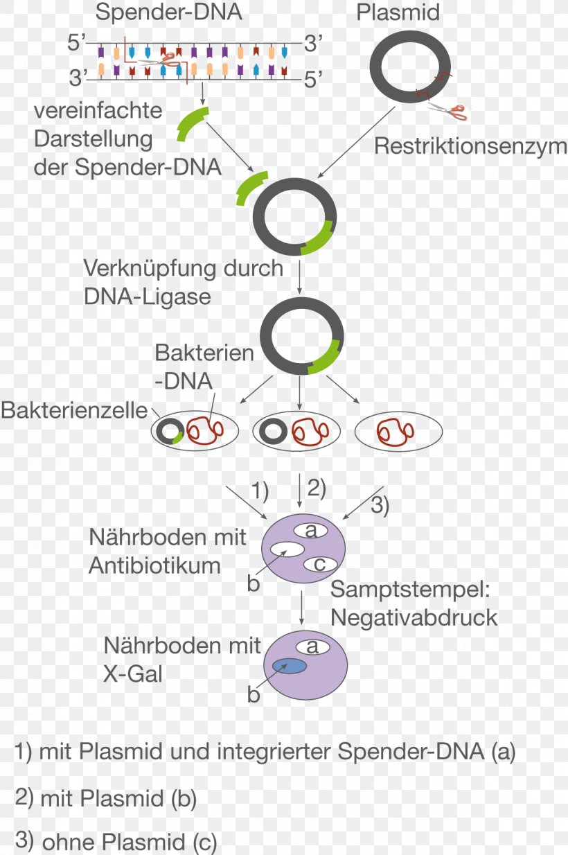 Plasmid Molecular Cloning Restriction Enzyme E. Coli Genetic Engineering, PNG, 1198x1804px, Plasmid, Area, Biology, Biotechnology, Diagram Download Free