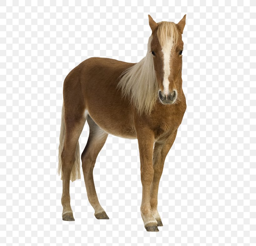 Shetland Pony Foal Mustang Stock Photography, PNG, 650x789px, Pony, Colt, Depositphotos, Foal, Halter Download Free
