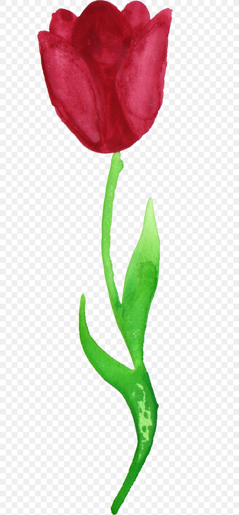 Tulip Cut Flowers Watercolor Painting, PNG, 563x1764px, Tulip, Cut Flowers, Flower, Flowering Plant, Garden Roses Download Free