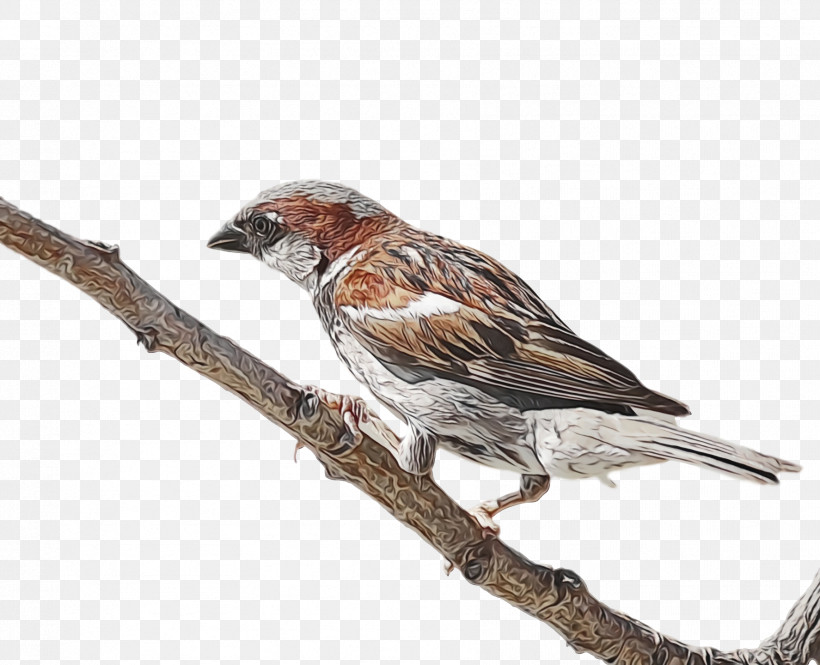 Bird Finch Beak House Finch Sparrow, PNG, 1774x1440px, Bird, American Rosefinches, Beak, Branch, Chipping Sparrow Download Free