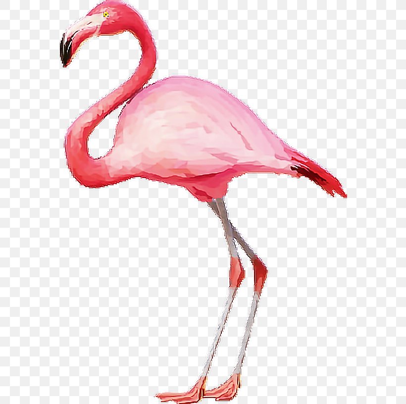 Clip Art, PNG, 582x816px, Flamingo, Beak, Bird, Feather, Ibis Download Free