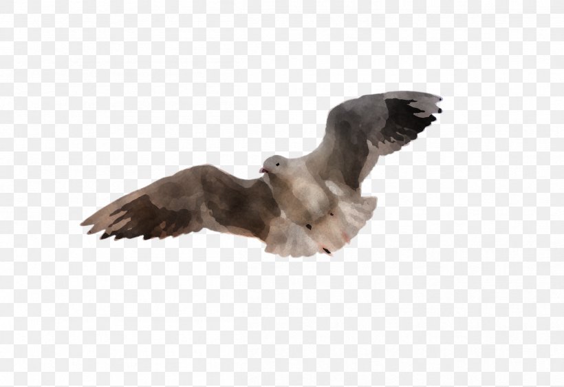 Feather, PNG, 2412x1656px, Bird, Beak, Bird Of Prey, Falconiformes, Feather Download Free