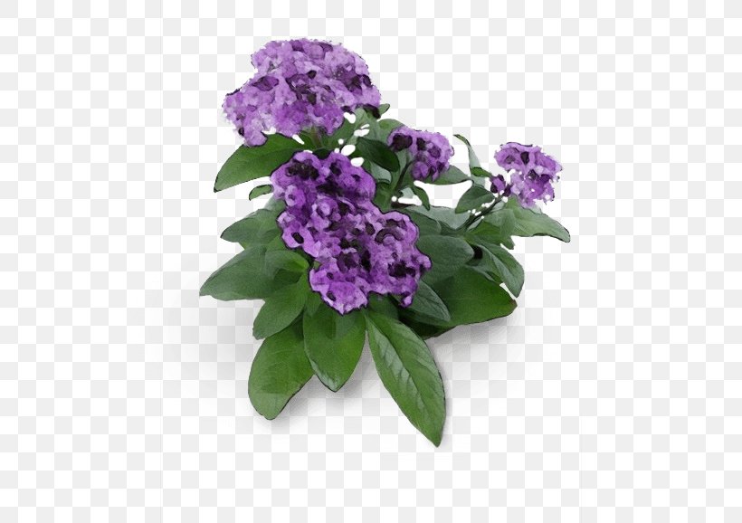 Flower Purple Violet Plant Lilac, PNG, 770x578px, Watercolor, Buddleia, Cut Flowers, Flower, Garden Phlox Download Free