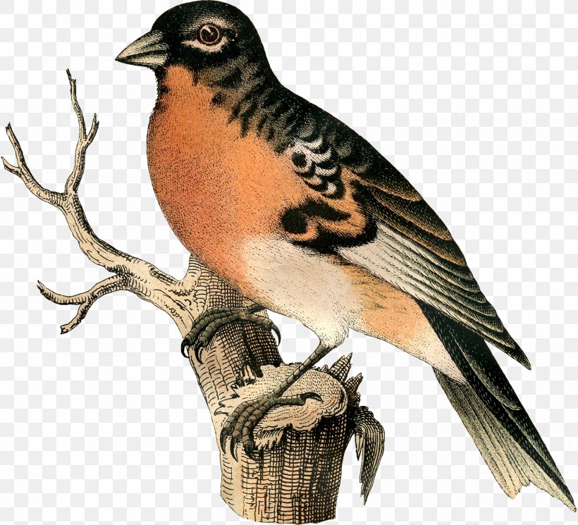 Hawk Finches Lark Beak Falcon, PNG, 1800x1636px, Hawk, Beak, Bird, Bird Of Prey, Cuckoos Download Free