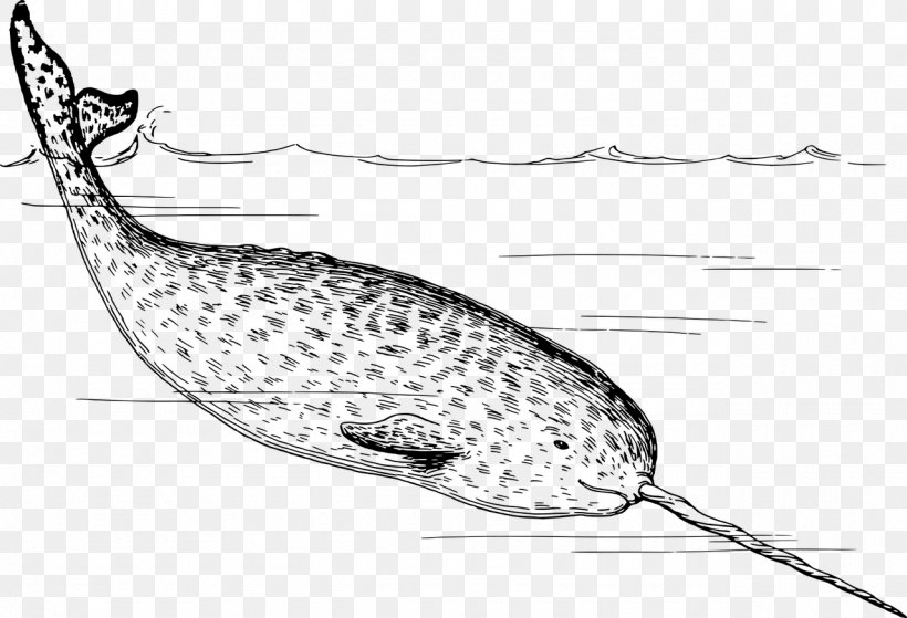 Narwhal Arctic Whale Tusk Clip Art, PNG, 1280x873px, Narwhal, Arctic, Beak, Beluga Whale, Black And White Download Free