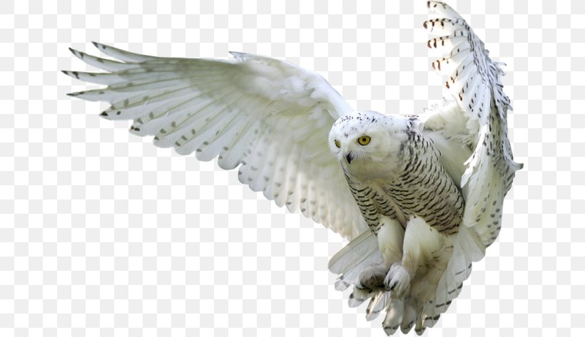 Owl Clip Art, PNG, 650x473px, Owl, Barn Owl, Beak, Bird, Bird Of Prey Download Free