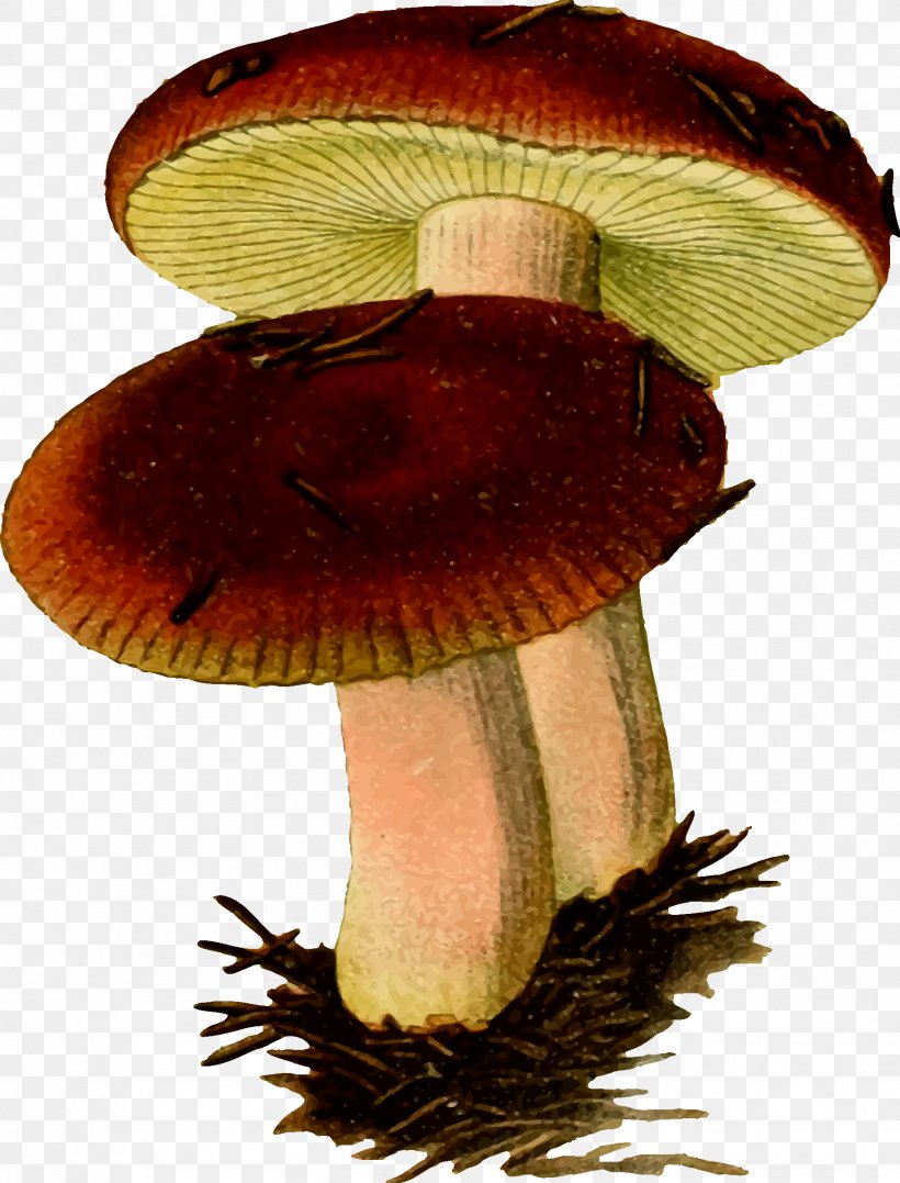 Russula Emetica Mushroom Fungus Clip Art, PNG, 1827x2400px, Russula Emetica, Agaric, Agaricaceae, Amanita Muscaria, Common Mushroom Download Free