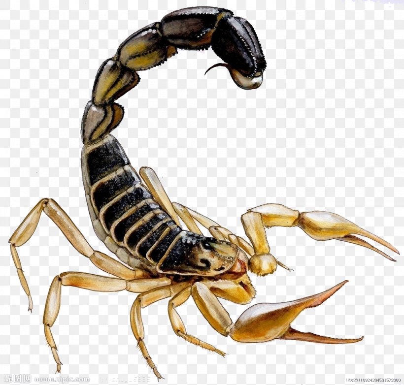 Scorpion Stinger Insect, PNG, 1024x977px, Scorpion, Animal, Arachnid, Arthropod, Cephalothorax Download Free