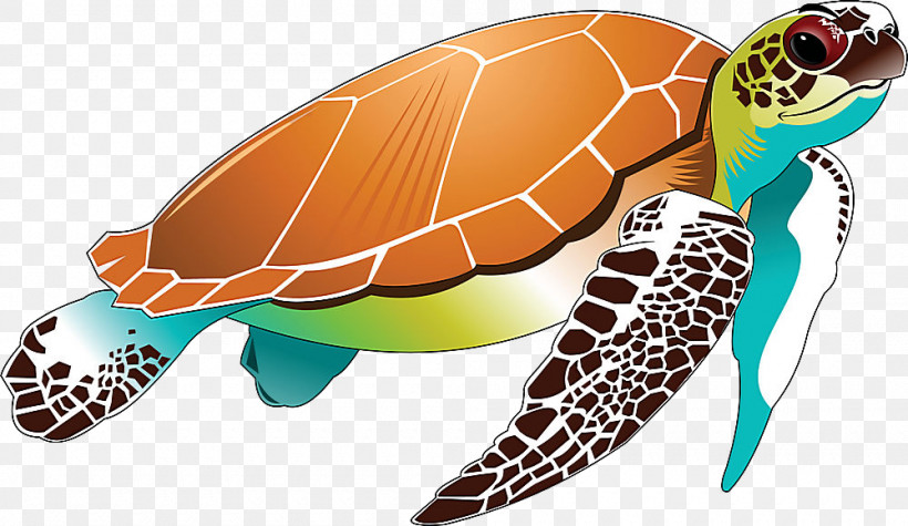 Sea Turtle Green Sea Turtle Turtle Hawksbill Sea Turtle Loggerhead Sea Turtle, PNG, 1000x580px, Sea Turtle, Green Sea Turtle, Hawksbill Sea Turtle, Kemps Ridley Sea Turtle, Loggerhead Sea Turtle Download Free
