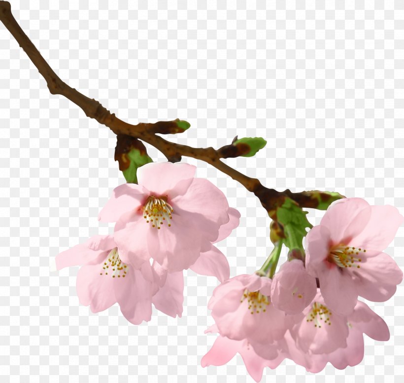 Spring Branch Cherry Blossom Clip Art, PNG, 1647x1560px, Spring Branch, Blossom, Branch, Cherry Blossom, Cut Flowers Download Free