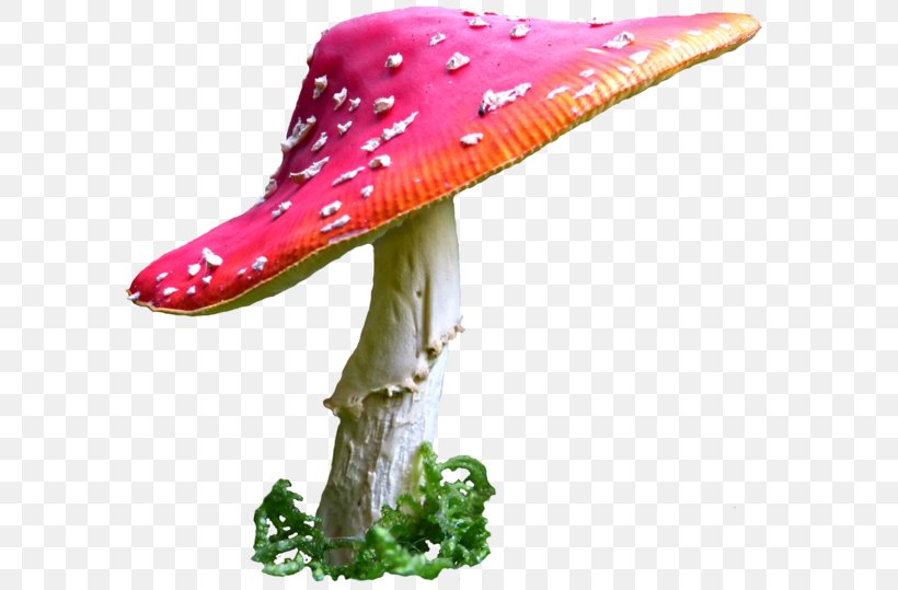 Common Mushroom Desktop Wallpaper, PNG, 600x539px, Mushroom, Amanita Muscaria, Common Mushroom, Hat, Highdefinition Television Download Free