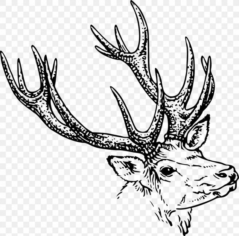 Deer Drawing Line Art Clip Art, PNG, 1030x1017px, Deer, Antler, Art, Artwork, Black And White Download Free