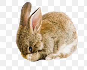 Beige Eastern Cottontail - Easter Bunny Background PNG