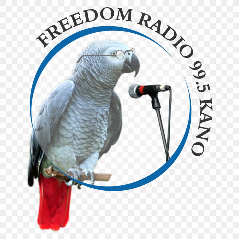 Internet Radio Freedom Radio Kano FM Broadcasting BBC Hausa, PNG, 934x933px, Internet Radio, African Grey, Bbc Hausa, Beak, Bird Download Free