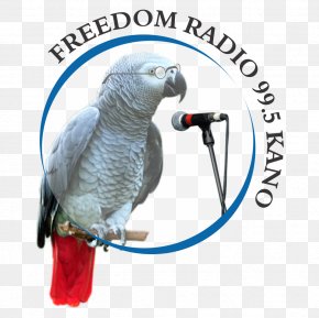 Freedom Radio - Internet Radio Freedom Radio Kano FM Broadcasting BBC Hausa PNG