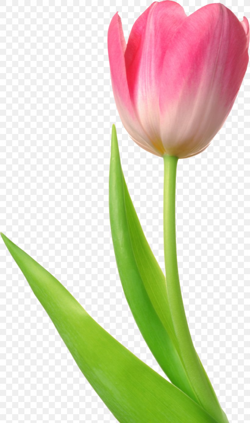 Tulip Flower Desktop Wallpaper Clip Art, PNG, 830x1406px, Tulip, Bud, Bulb, Cut Flowers, Floristry Download Free