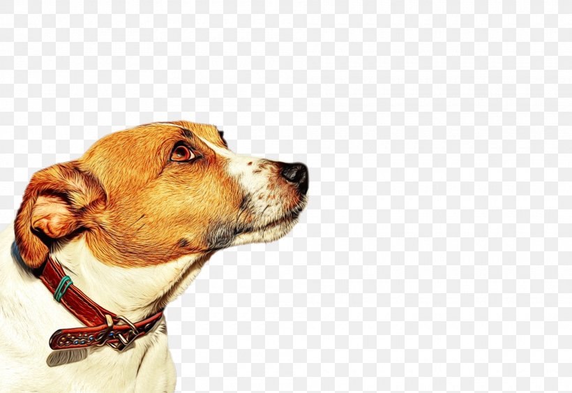 American Bulldog, PNG, 1920x1320px, Jack Russell Terrier, American Foxhound, American Pit Bull Terrier, Beagle, Braque Saintgermain Download Free
