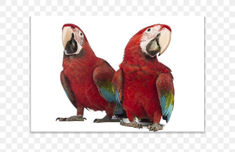 Red-and-green Macaw Parrot Scarlet Macaw Lovebird, PNG, 750x530px, Macaw, Beak, Bird, Fauna, Lovebird Download Free
