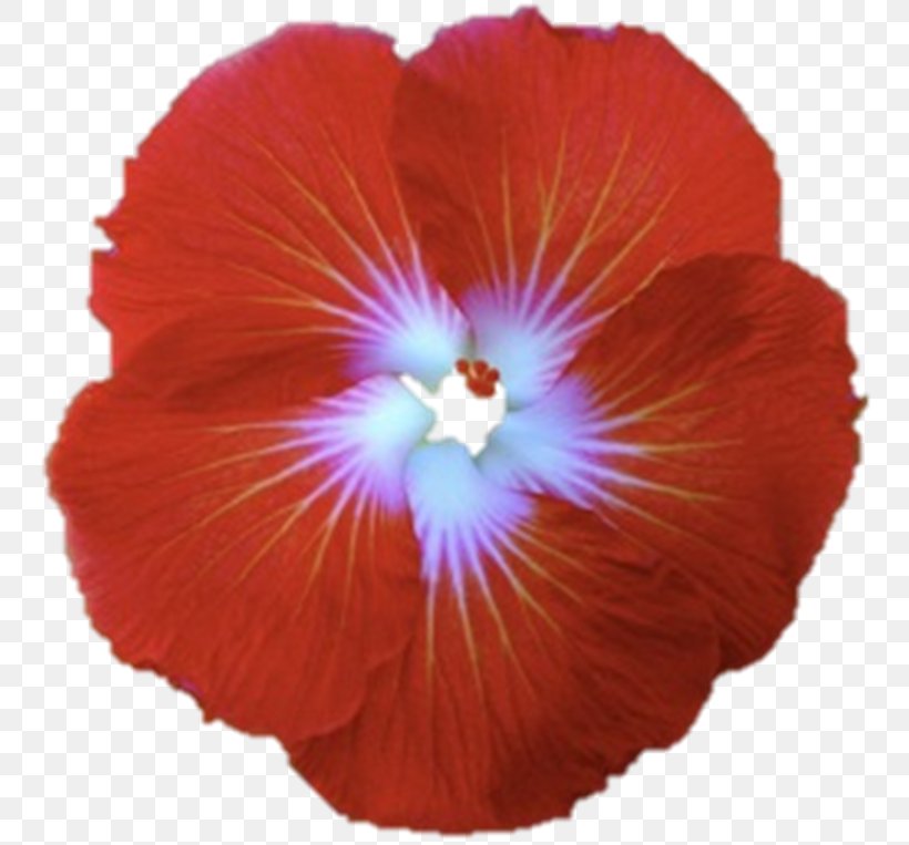 Shoeblackplant Flower Hawaiian Hibiscus Red, PNG, 762x763px, Shoeblackplant, Blue, Color, Floral Emblem, Flower Download Free