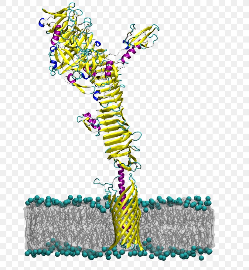 Autotransporter Domain Protein Domain Membrane Protein E. Coli, PNG, 667x889px, Protein, Area, Art, Bacteria, Bacterial Outer Membrane Download Free