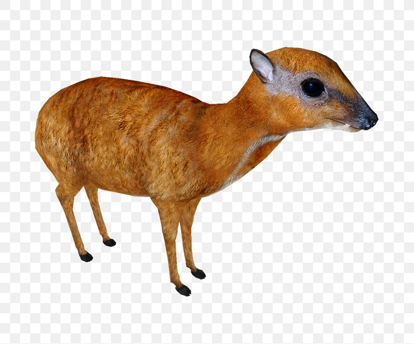 Deer Wildlife, PNG, 681x681px, Deer, Animal, Animal Figure, Chevrotain, Fawn Download Free