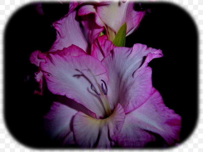 Gladiolus Petal, PNG, 1032x774px, Gladiolus, Flower, Flowering Plant, Iris, Iris Family Download Free