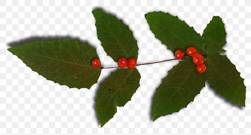 Ilex Crenata Common Holly Plant Magnolia Christmas, PNG, 2278x1232px, Ilex Crenata, Branch, Christmas, Common Holly, Graphical User Interface Download Free