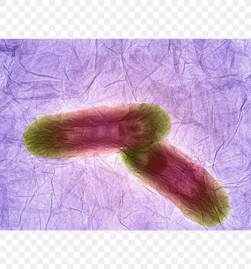 King's College London Graphene Bacteria Science Graphite Oxide, PNG, 863x922px, Graphene, Anna Dumitriu, Award, Bacillus, Bacteria Download Free