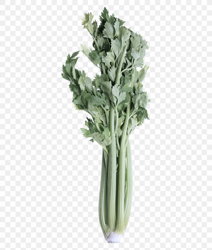 Plant Stem Leaf Vegetable Collard Rapini Spring Greens, PNG, 847x1000px, Plant Stem, Biology, Celery, Chard, Collard Download Free